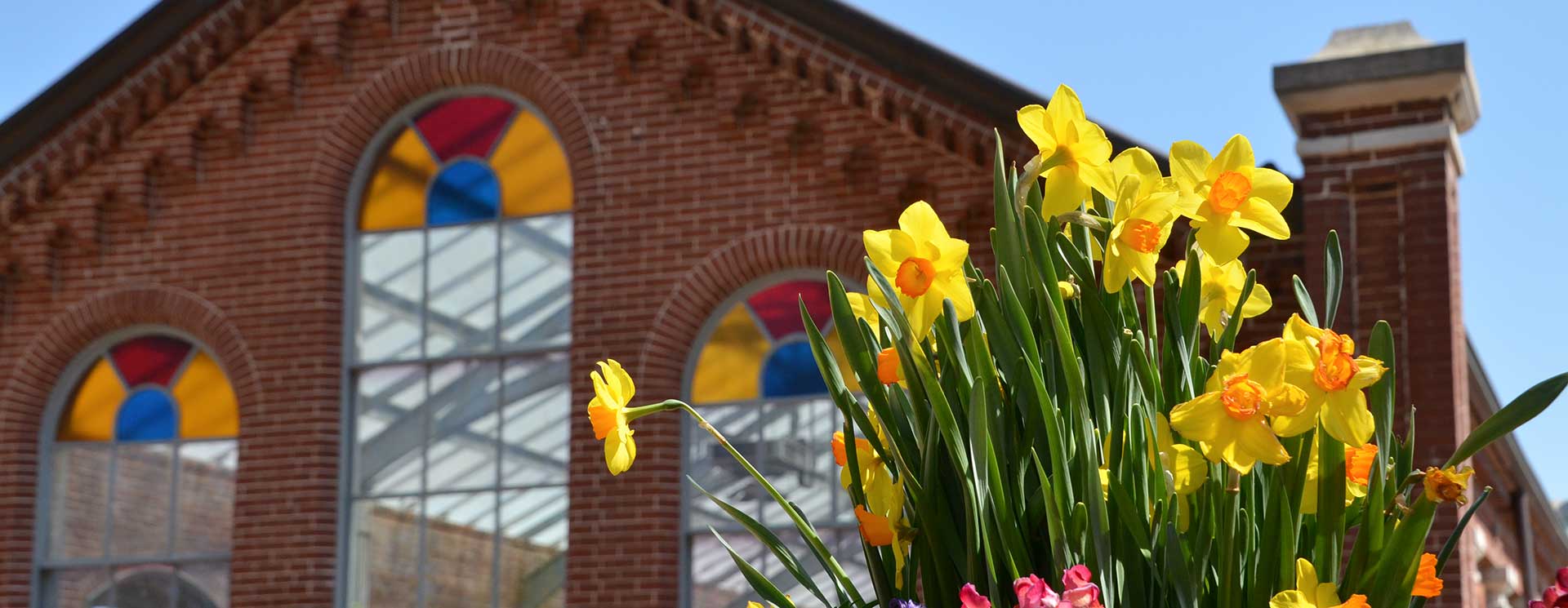 Daffodils in front of a stained glass brick building