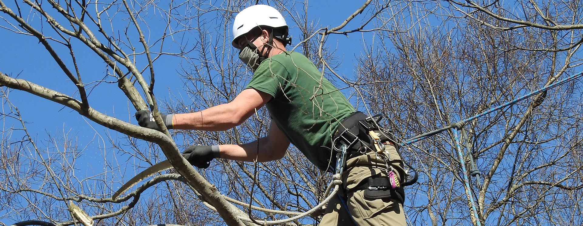 staff climbing on a tree trimming branches