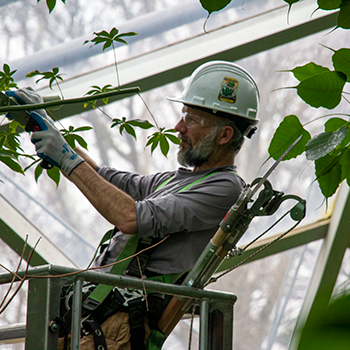 staff trimming tree in the greenhouse